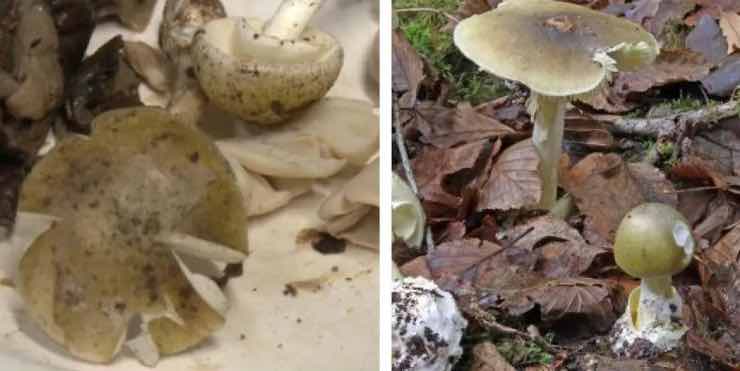 Amanita phalloides