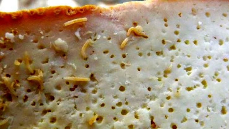 I vermi del casu marzu