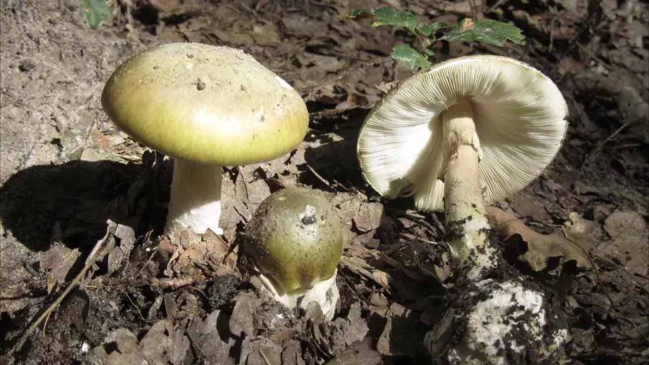 Mangia funghi velenosi