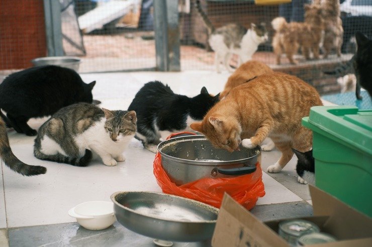 Nutrire i gatti randagi