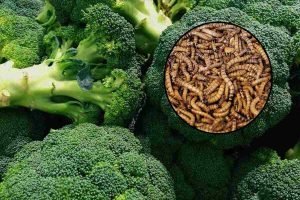 Broccoli pieni di vermi