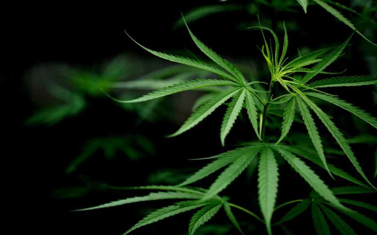 Cannabis nel corpo