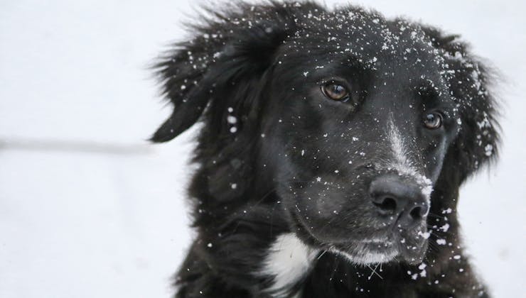 Cane nella neve