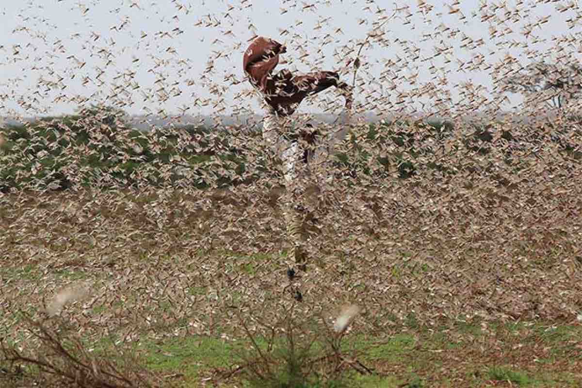 Emergenza climatica locuste