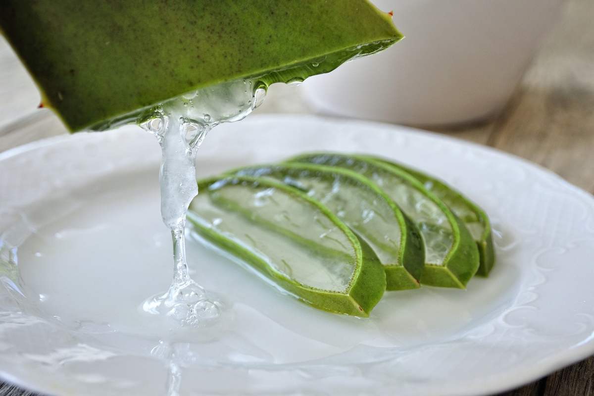 Aloe vera in giardino