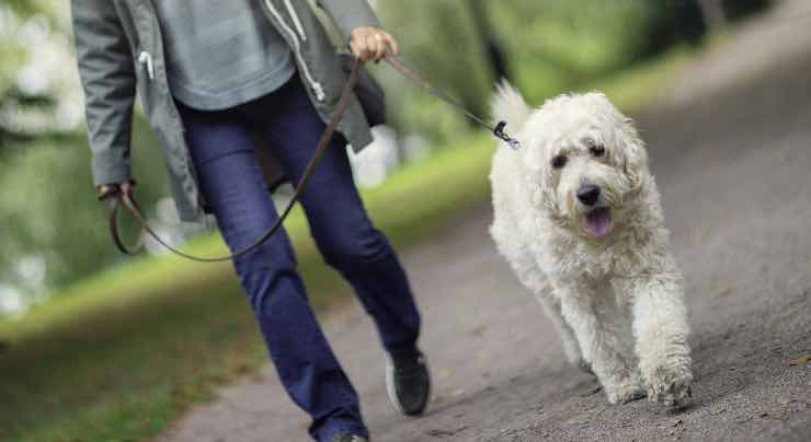 Passeggiata con il cane