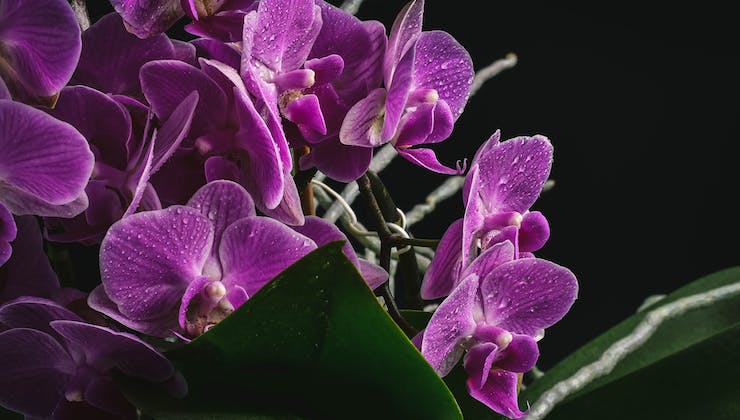 Prendersi cura delle orchidee con ingredienti naturali